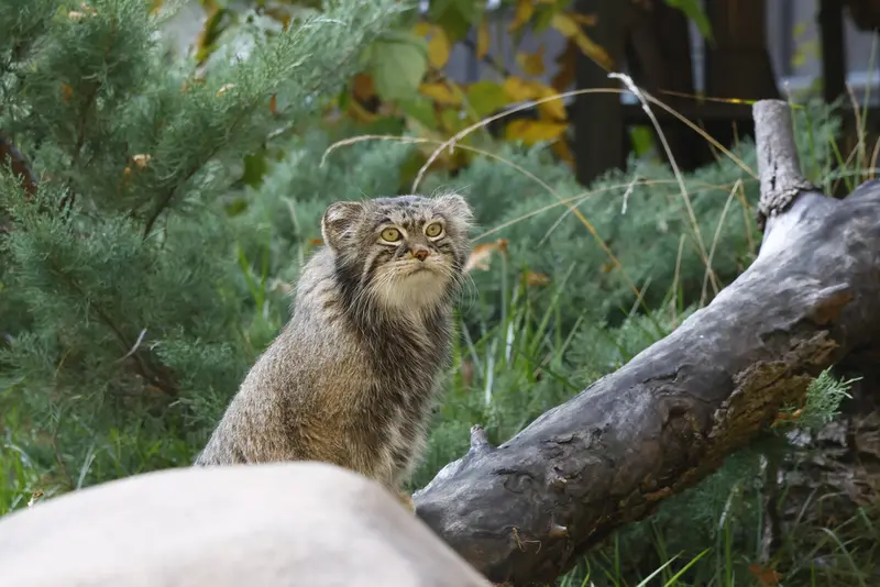 モスクワ動物園のティモフェイの写真