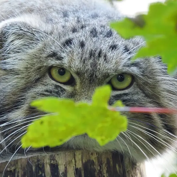 グダニスク動物園のザヤの写真