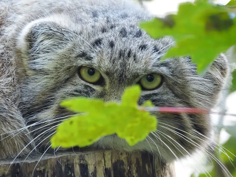 グダニスク動物園のザヤの写真