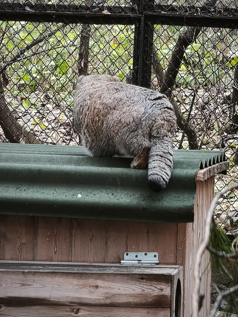 ノヴォシビルスク動物園のミアの写真