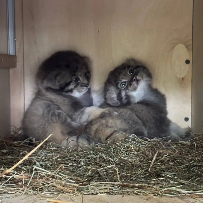レニングラード動物園のマヌルネコの写真