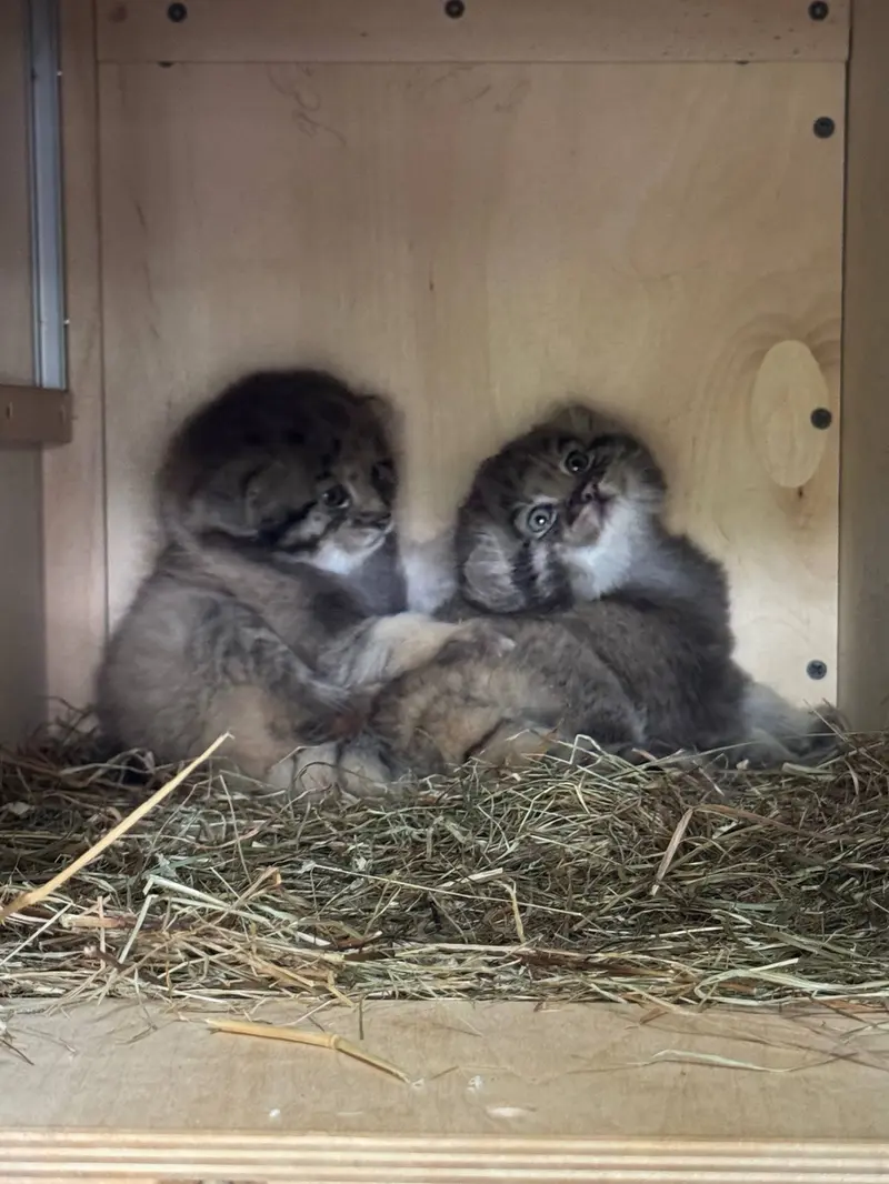 レニングラード動物園のマヌルネコの写真