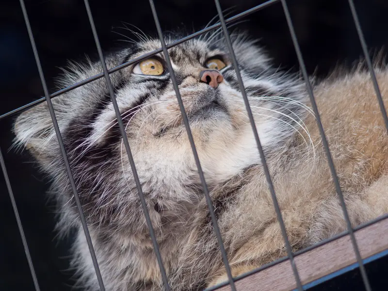 旭山動物園のグルーシャの写真