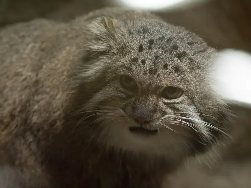 恩賜上野動物園のクリョンの写真