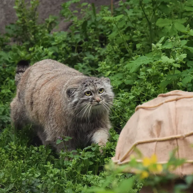 ブダペスト動物園＆植物園のルーシーの写真