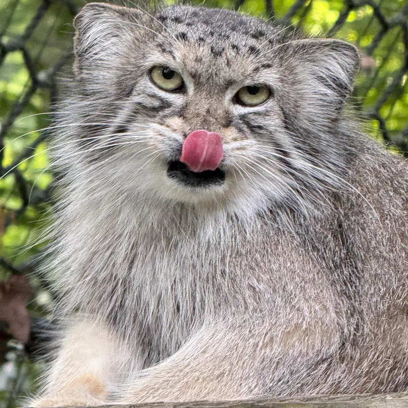 スミソニアン国立動物園のセバの写真