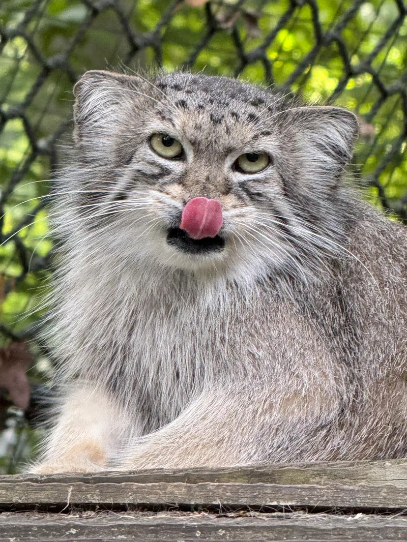 スミソニアン国立動物園のセバの写真