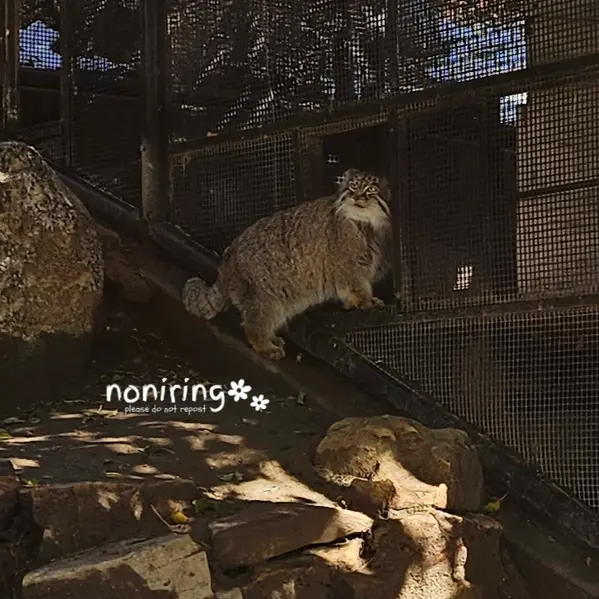 プエブロ動物園のオリーブの写真