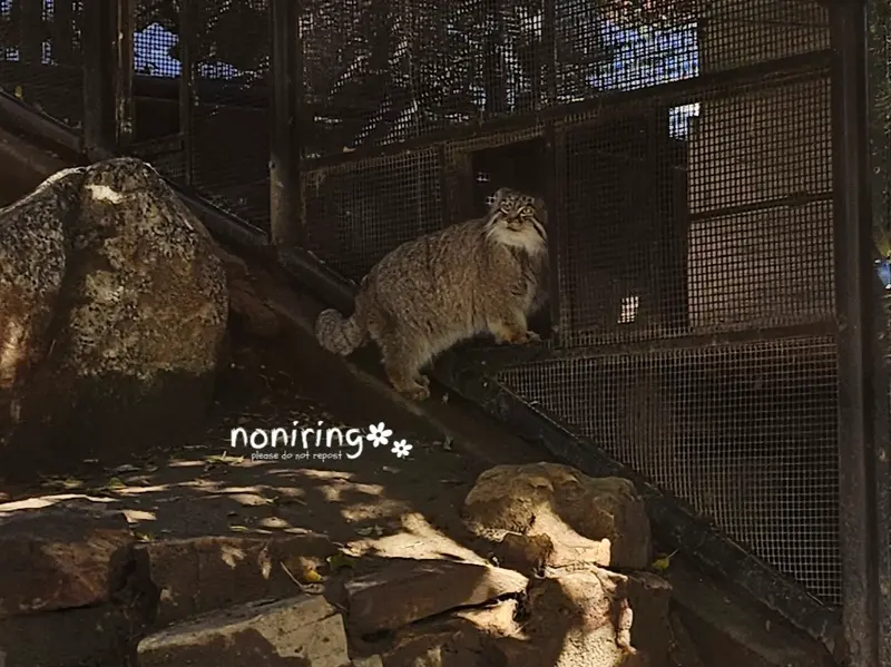 プエブロ動物園のオリーブの写真