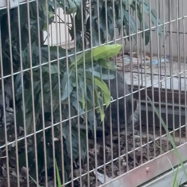 東山動植物園のマヌルネコの写真