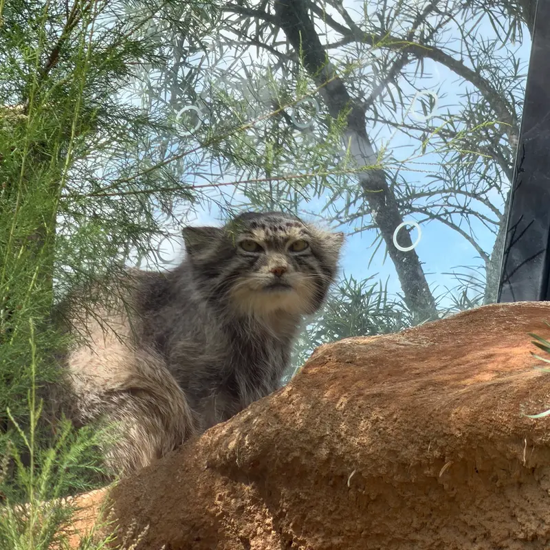 プラハ動物園のスパイの写真