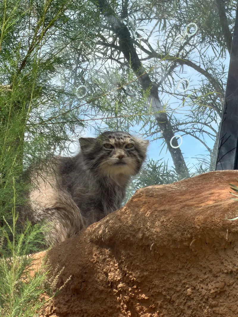 プラハ動物園のスパイの写真