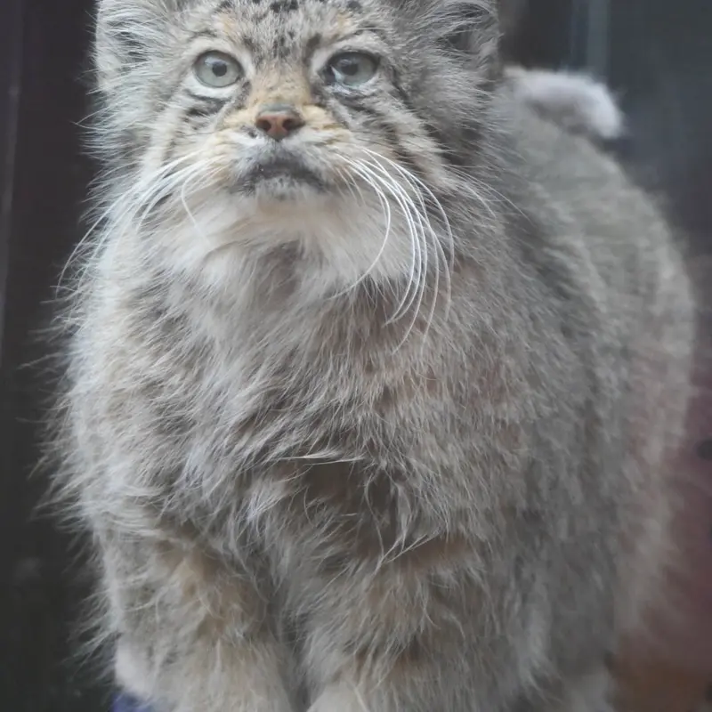 埼玉県こども動物自然公園のタビーの写真