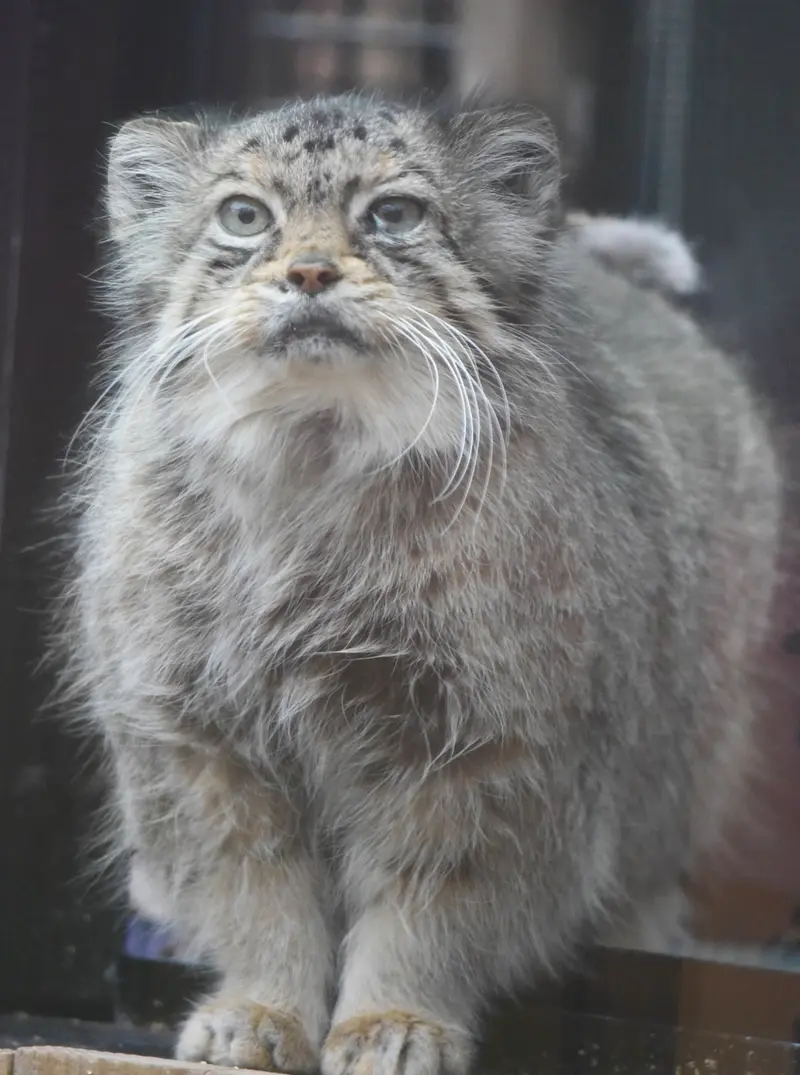 埼玉県こども動物自然公園のタビーの写真