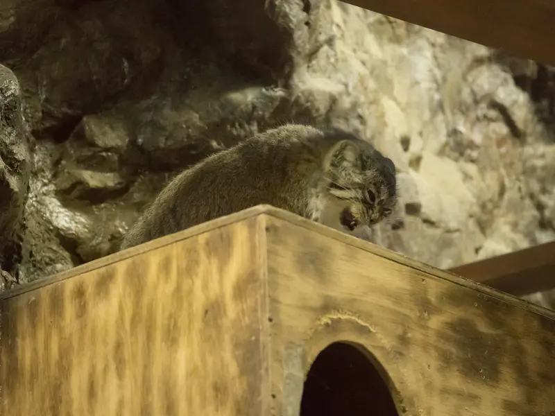 恩賜上野動物園のプリームラの写真