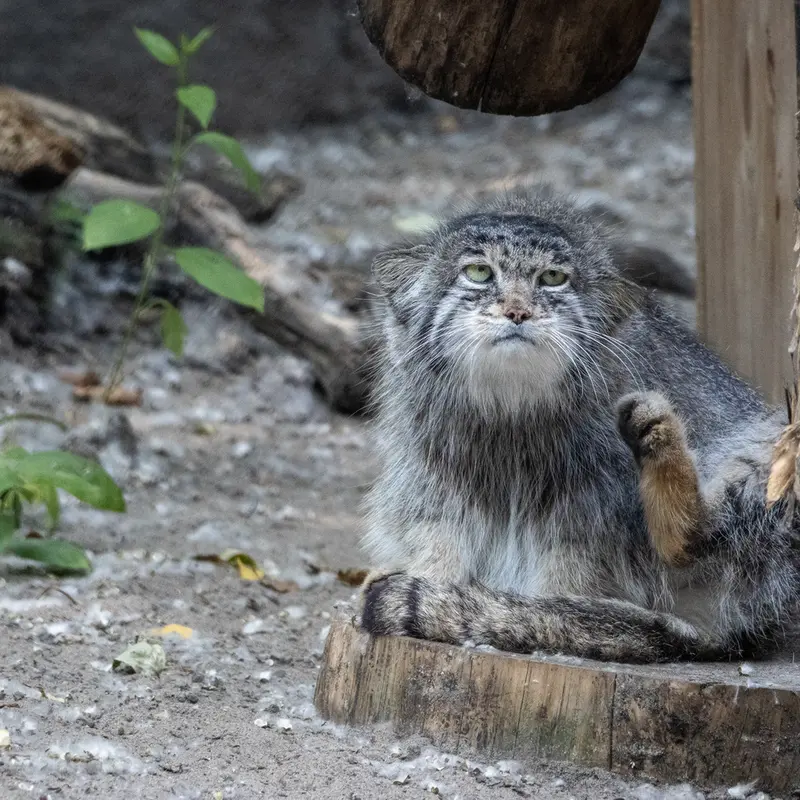 ノヴォシビルスク動物園のミアの写真