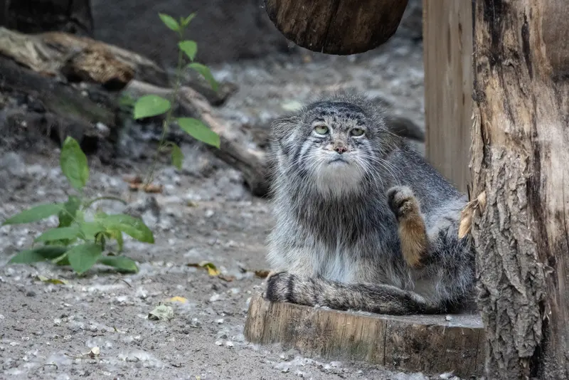 ノヴォシビルスク動物園のミアの写真