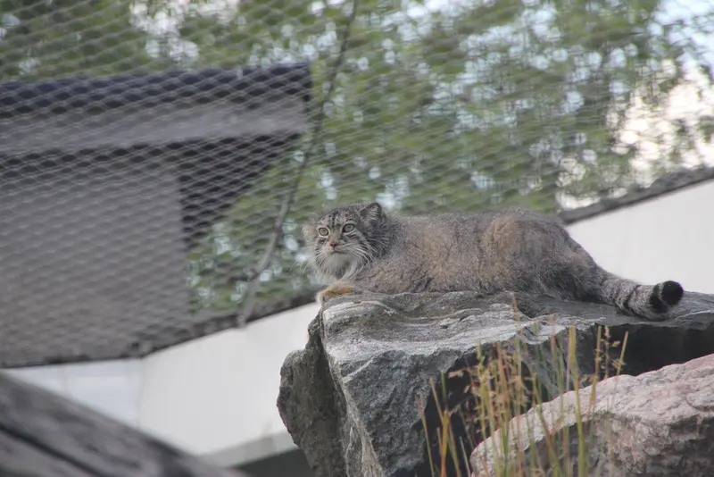 コルケアサーリ動物園のミミの写真