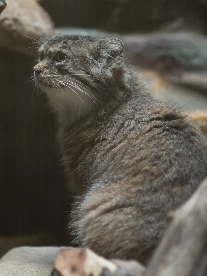 恩賜上野動物園のプリームラの写真