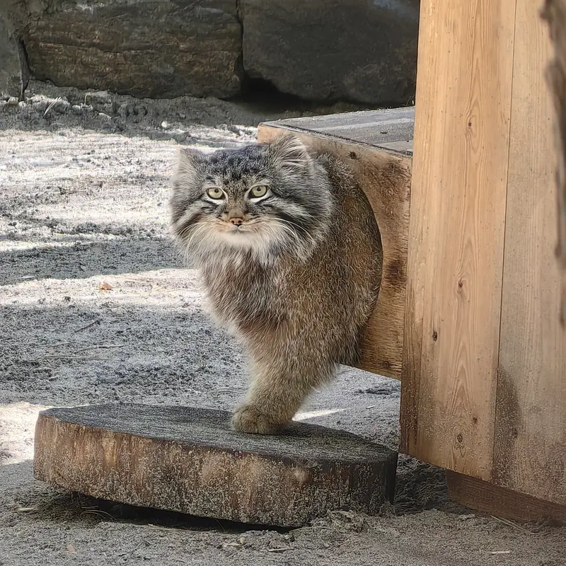 ノヴォシビルスク動物園のレオンの写真