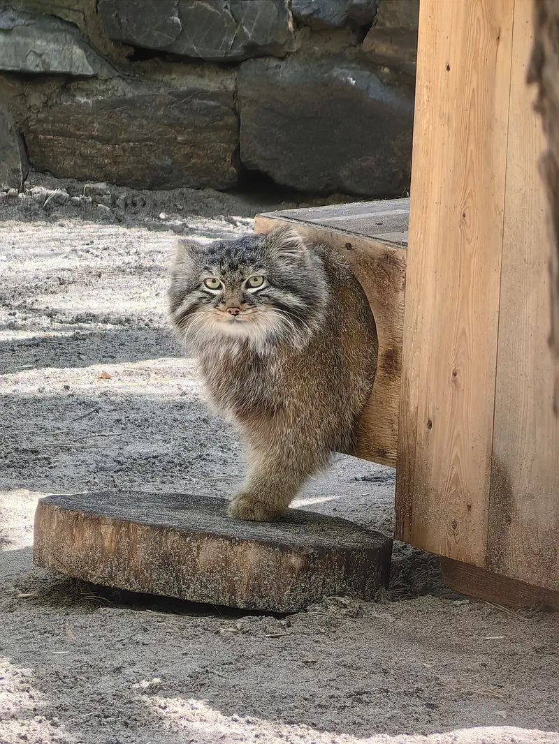 ノヴォシビルスク動物園のレオンの写真