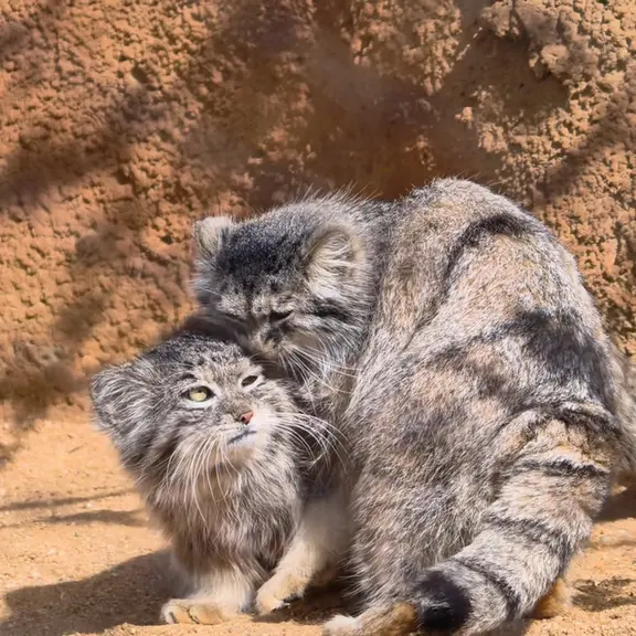 プラハ動物園のマヌルネコの写真