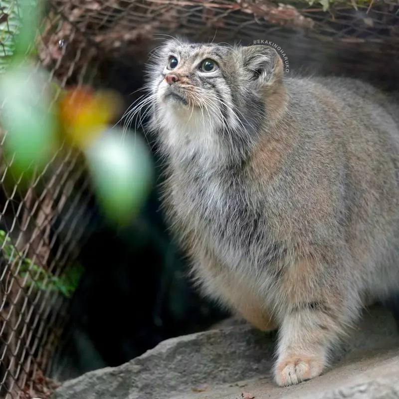 神戸どうぶつ王国のアズの写真