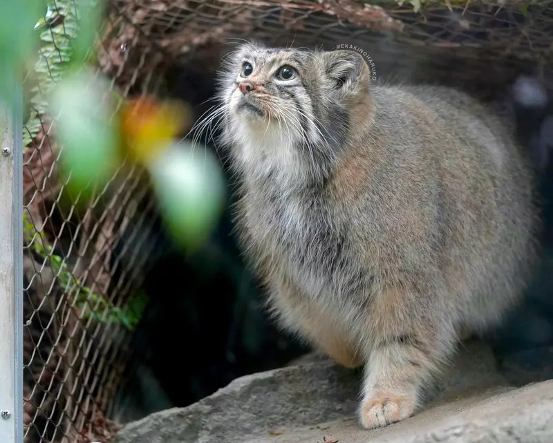 神戸どうぶつ王国のアズの写真