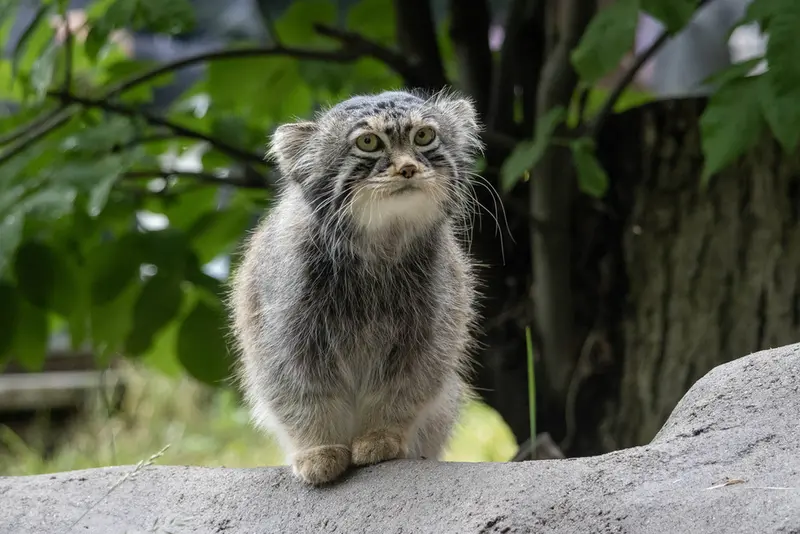 モスクワ動物園のティモフェイの写真