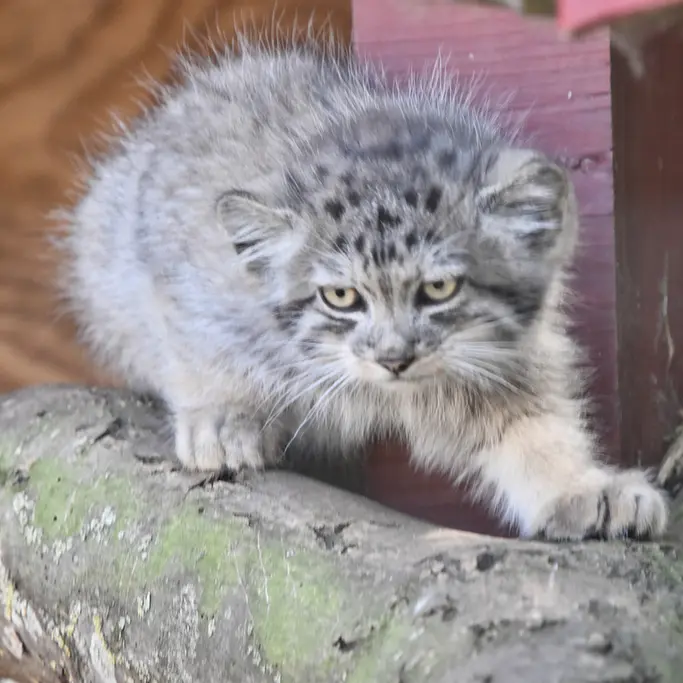 バナム動物園のマヌルネコの写真