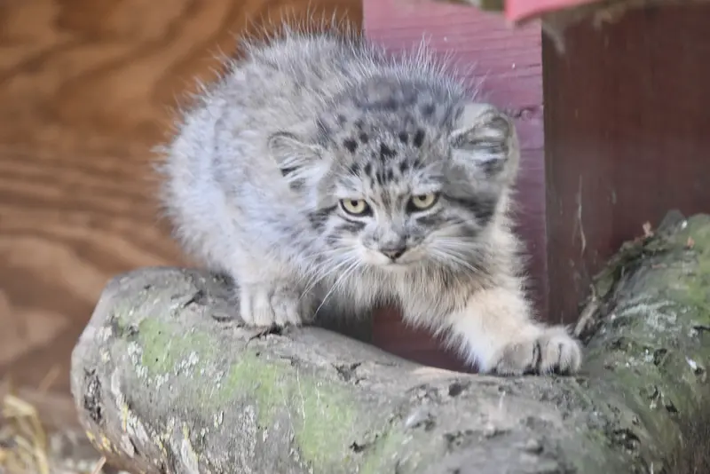 バナム動物園のマヌルネコの写真
