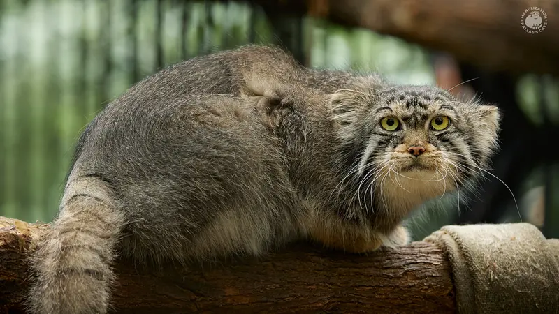 ノヴォシビルスク動物園のチップの写真