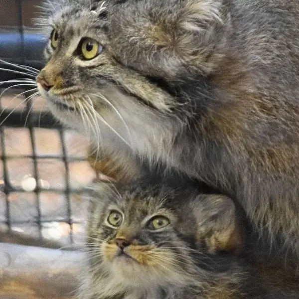 グレートプレーンズ動物園のサルヒとタシの写真