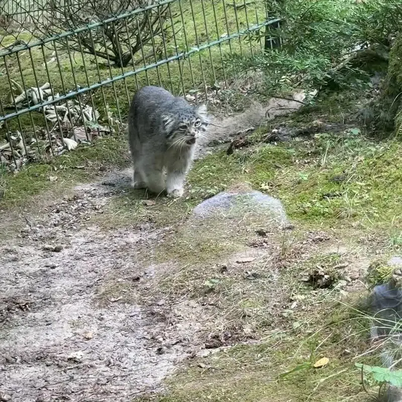 オペル動物園のマヌルネコの写真