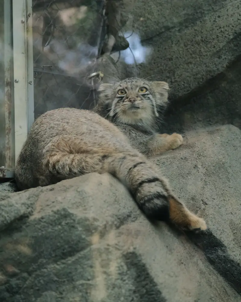 神戸どうぶつ王国のオトの写真