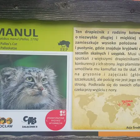 ヴロツワフ動物園のマヌルネコの写真