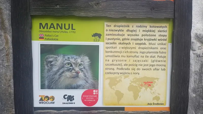ヴロツワフ動物園のマヌルネコの写真