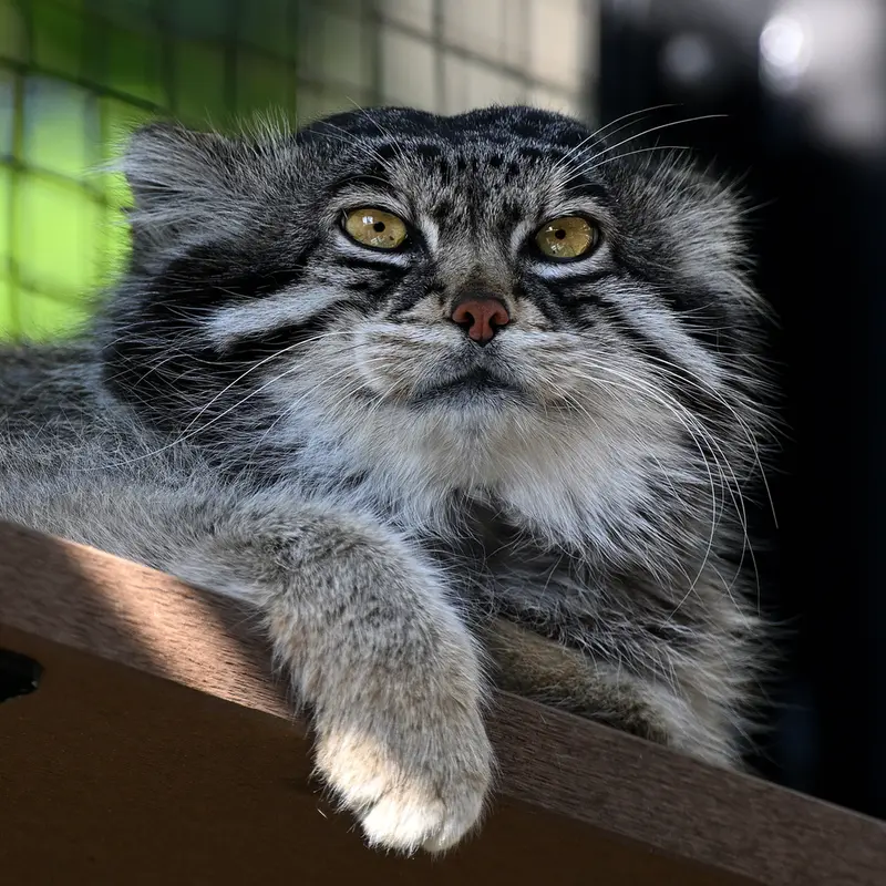 旭山動物園のグルーシャの写真