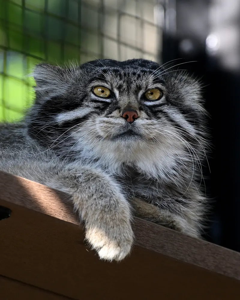 旭山動物園のグルーシャの写真