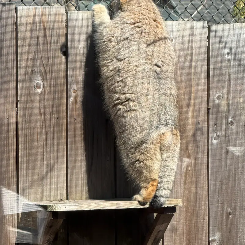 埼玉県こども動物自然公園のオリーヴァの写真