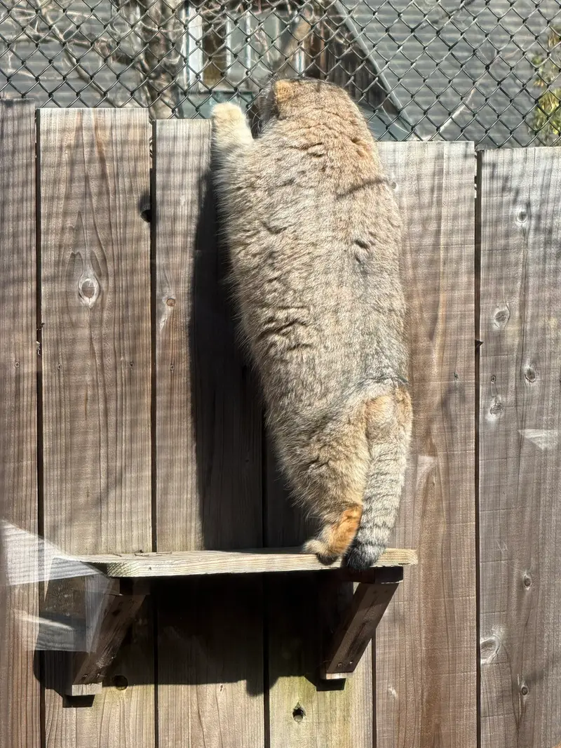 埼玉県こども動物自然公園のオリーヴァの写真
