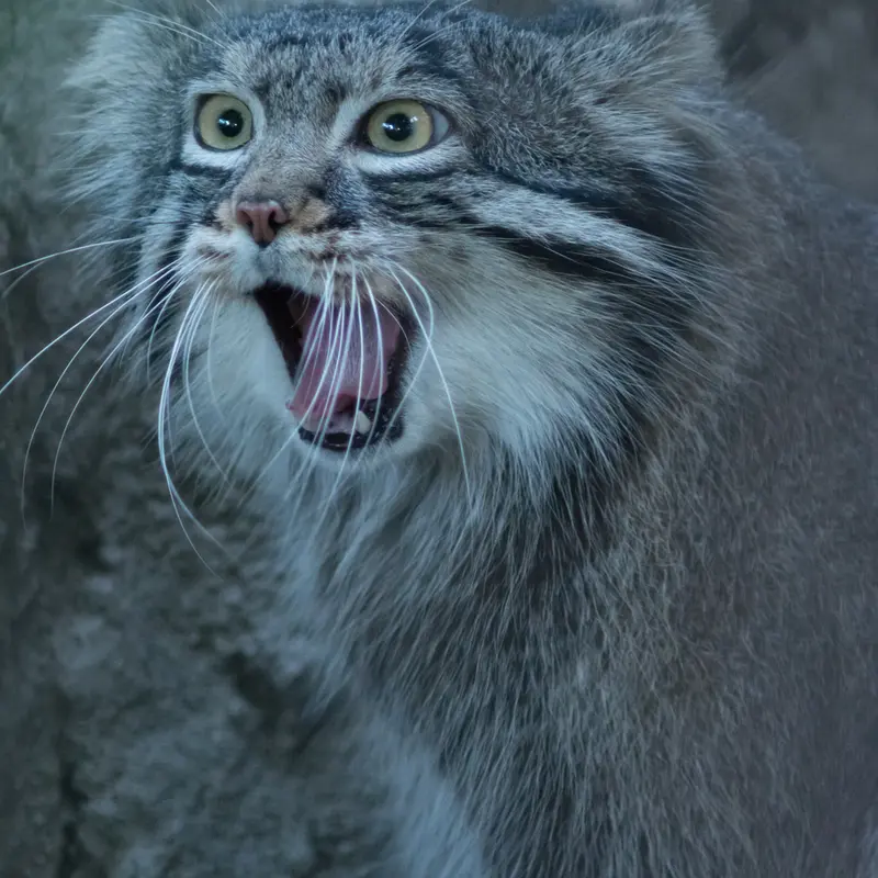 野毛山動物園のフィーガの写真