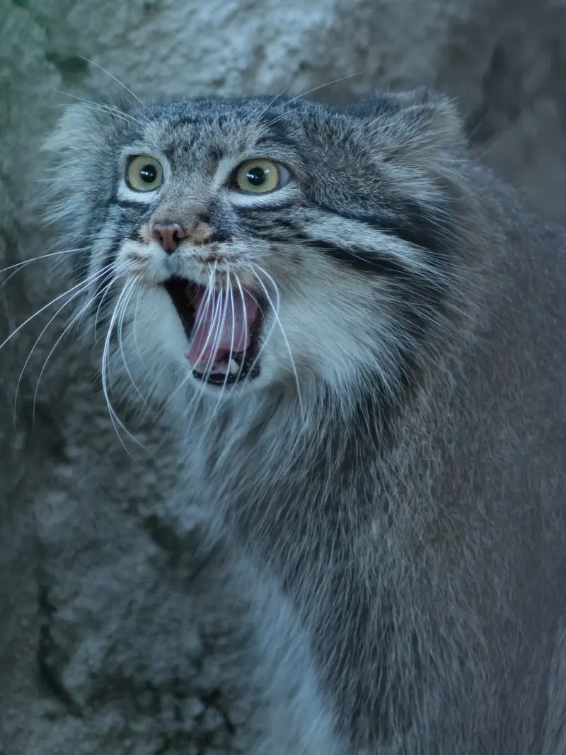 野毛山動物園のフィーガの写真