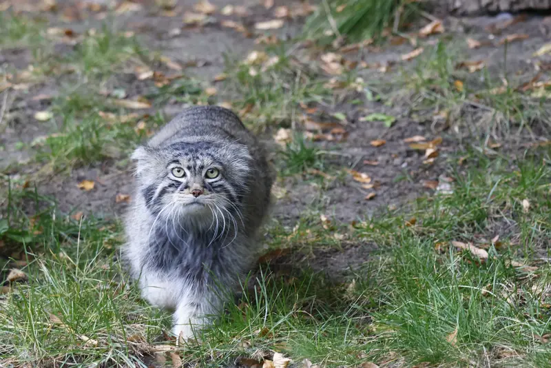モスクワ動物園のティモフェイの写真