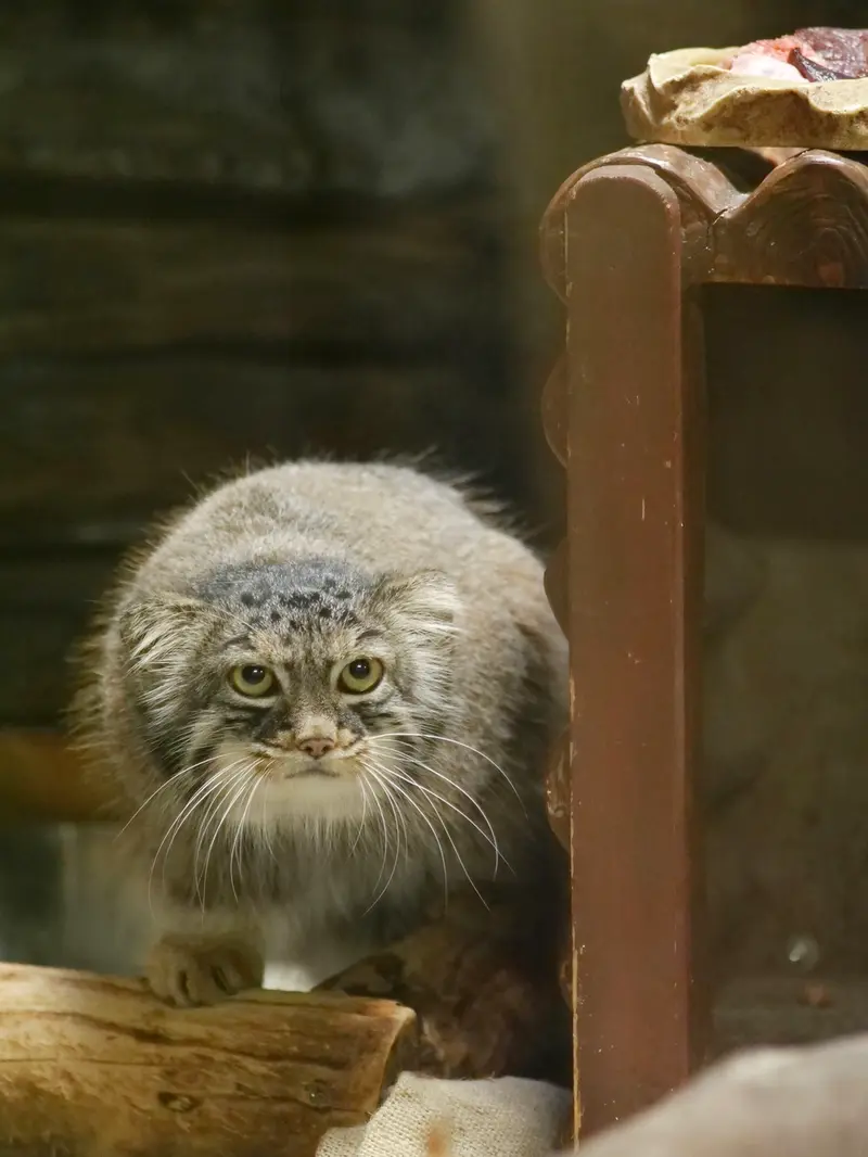 恩賜上野動物園のサフランの写真