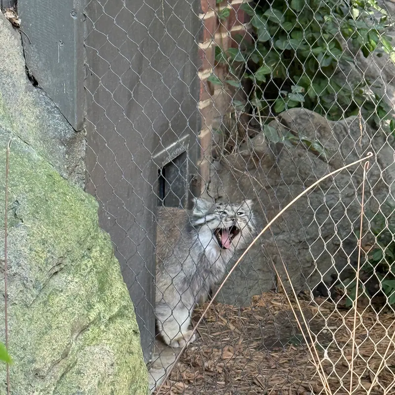 プロスペクト・パーク動物園のバトゥの写真