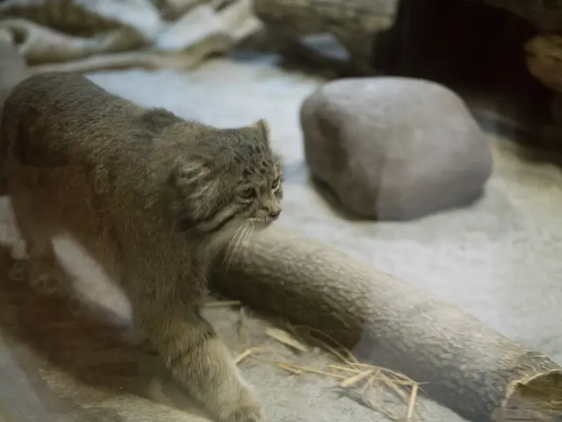 恩賜上野動物園のクリョンの写真