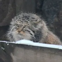 モスクワ動物園のヴァルヴァラの写真