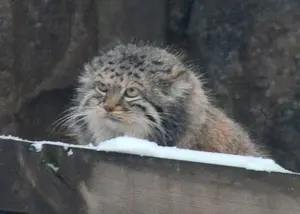 モスクワ動物園のヴァルヴァラの写真