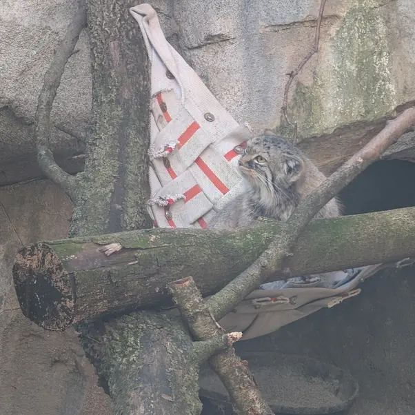 コロンバス動物園・水族館のミーラの写真